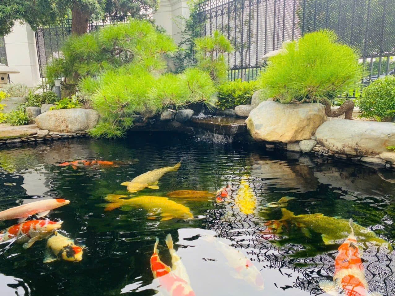 Thiết kế sân vườn biệt thự và hồ cá Koi